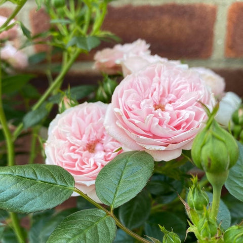 Pale pink rose blossoms on green stems with buds and glossy leaves