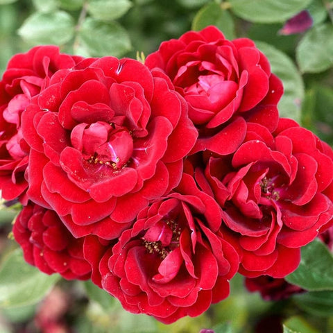 Red rose cluster with layered petals and golden stamens