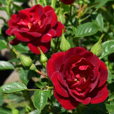 Red rose bloom with green leaves and budding flower heads