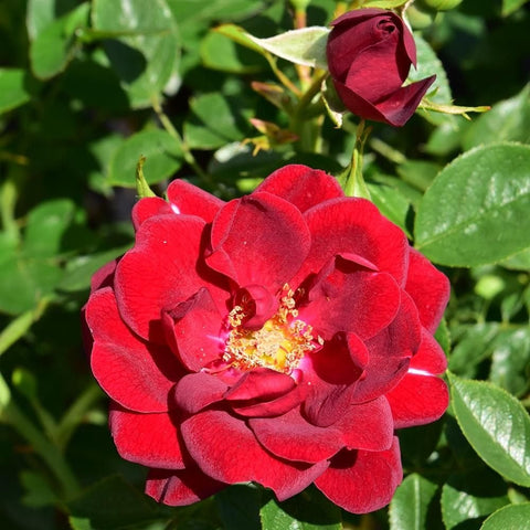 Bright red rose flower with yellow center and visible stamens
