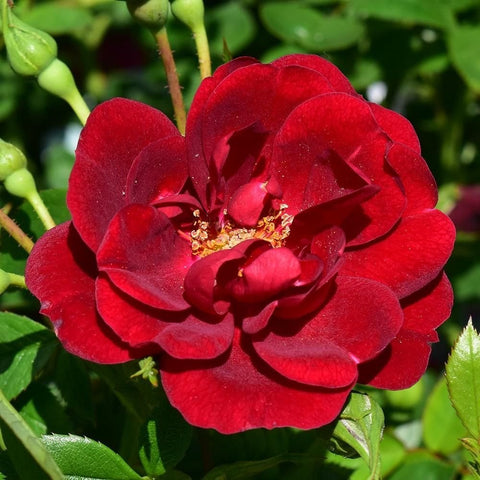 Red rose bloom with pointed petals, green buds, and leafy stems