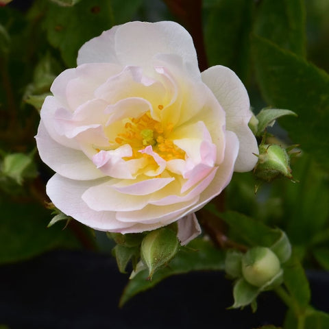 White and pale pink rose bloom with yellow center on green leaves