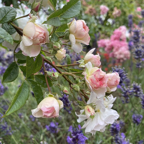 Rose stems with clusters of pale pink and white blooms and leafy green foliage