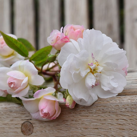 Rose bouquet with large white bloom and pale pink buds on stems