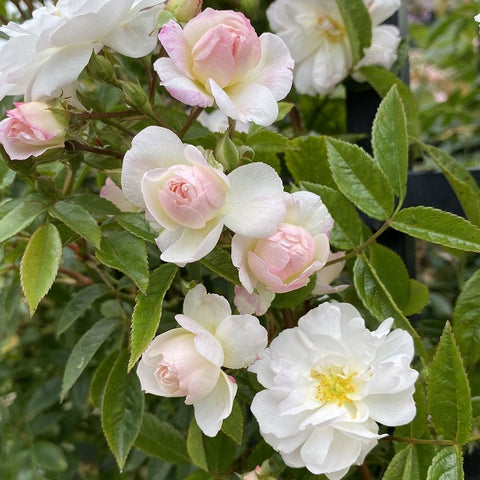 Pink-tipped and white rose blossoms with yellow centers and serrated green leaves