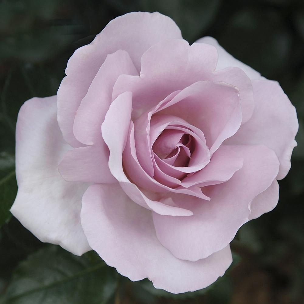 Rose Synactif By Shiseido – Peter Beales Roses