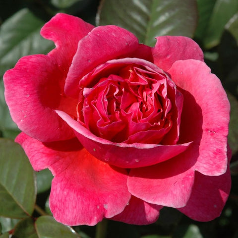 Pink rose with layered petals and a full, round bloom