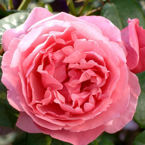 Light pink double rose bloom with tightly layered, ruffled petals