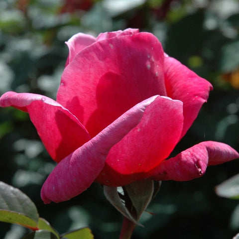 Bright pink rose bud with open petals and prominent leaf stems