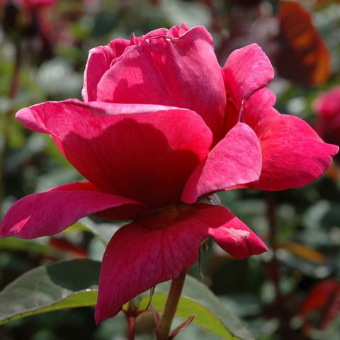 Deep pink rose blossom with overlapping petals