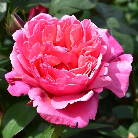 Pink rose with ruffled petals and darker pink edges