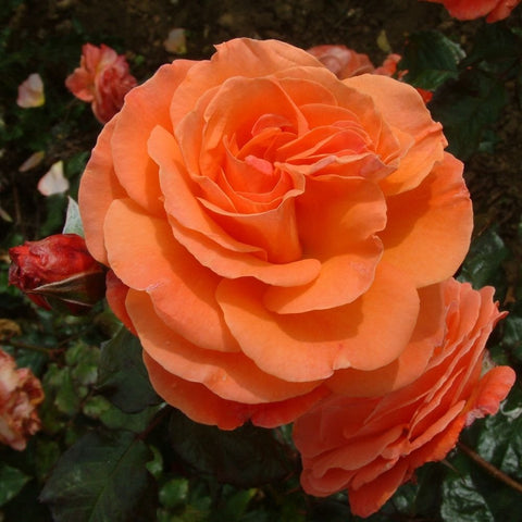 Tatton rose bloom with layered orange petals and green leaves