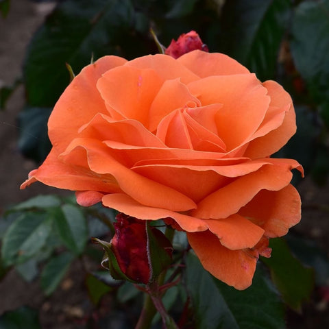 Tatton rose bloom with bright orange petals and a pointed red rosebud
