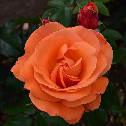 Tatton rose bloom in orange with a dark red bud behind the petals