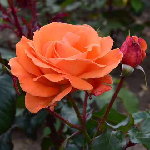 Tatton rose flower with layered orange petals and reddish-green stems