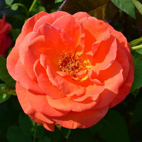 Tatton rose bloom in coral-orange with visible yellow center