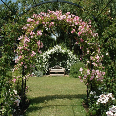 Blooming pink and white climbing rose shrub with arching branches in a garden