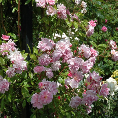 Dense cluster of light pink and pale white rose flowers with green leaves