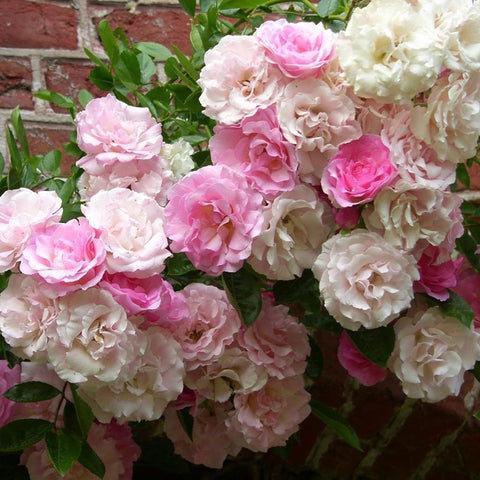 Mixed pink, blush, and cream double rose blooms with glossy green leaves