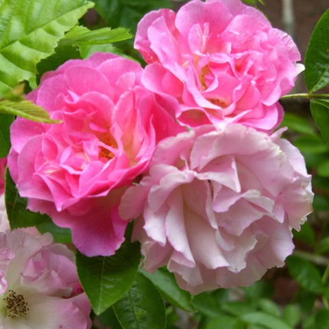 Close-up of double rose blossoms in bright pink and soft cream tones