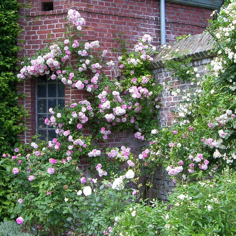 Climbing rose plants with many pink and white flowers over a brick wall