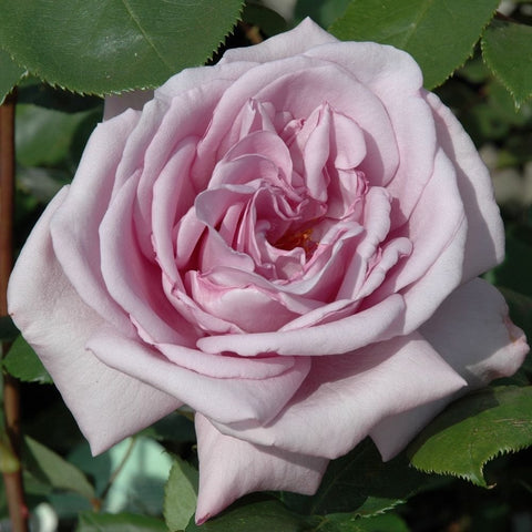 Soft pink-lavender rose bloom with ruffled inner petals and green leaf tips