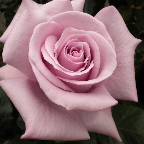 Light pink rose bloom with layered petals and prominent green leaves