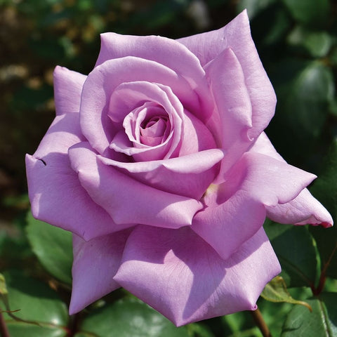 Lavender rose with star-shaped petal edges and green leaves
