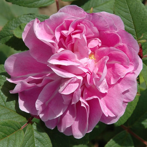Double pink rose with white-edged petals and green serrated leaves