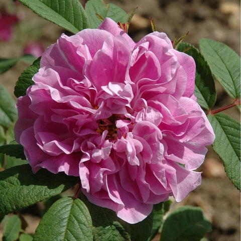 Double rose blooms in pink with lighter streaks, surrounded by green leaves