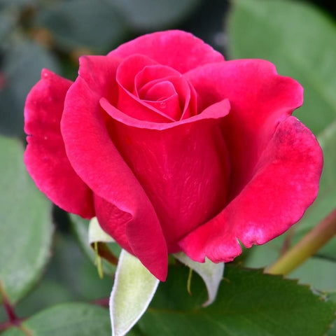 Close-up pink rose flower with layered petals and green leaves