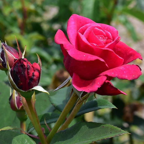 Pink rose bloom beside a cluster of unopened buds and green foliage