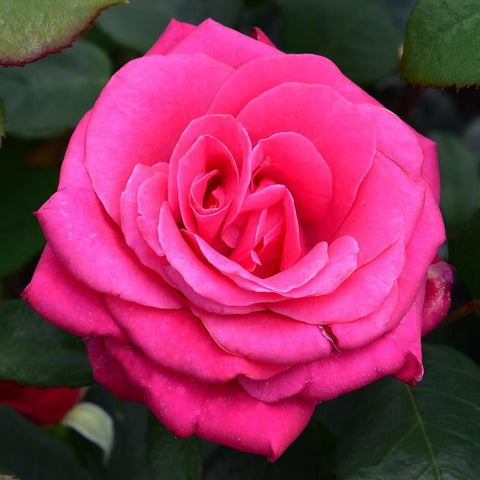 Large pink rose flower close-up with tightly layered petals and leaves