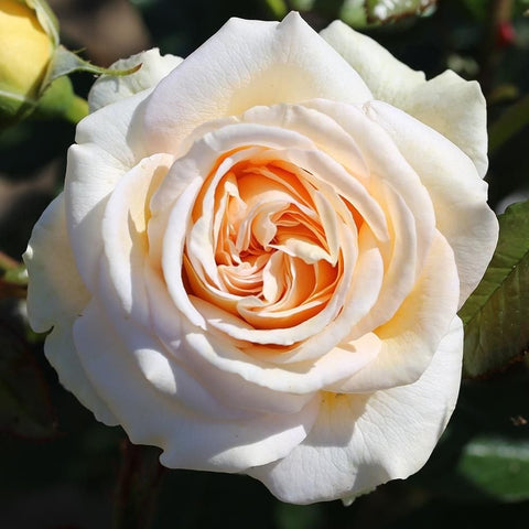 Cream rose bloom with soft orange center and layered white petals