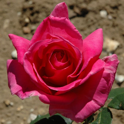 Deep pink rose bloom with layered petals and dark red center, green leaves