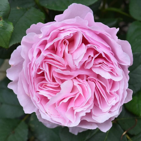 Pink rose bloom with layered petals