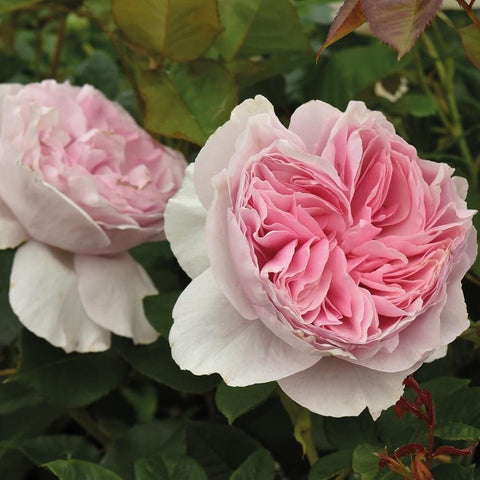 Pink and white rose blooms with layered petals