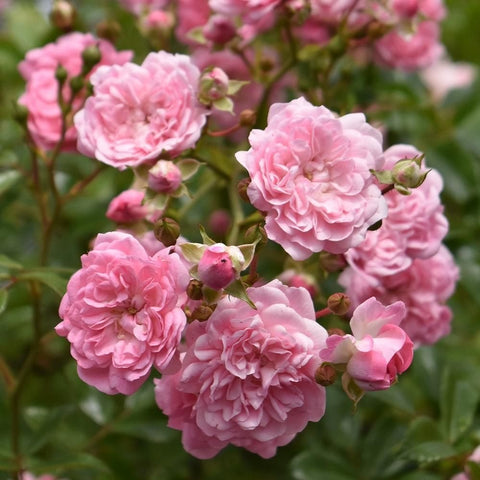 Pink rose bush with clustered double blooms, green buds, and branching stems