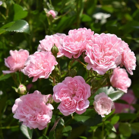 Pink rose bush with round double blossoms, green leaves, and small buds