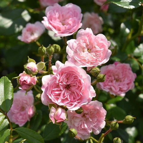 Pink rose bush with layered double flowers, green buds, and surrounding foliage