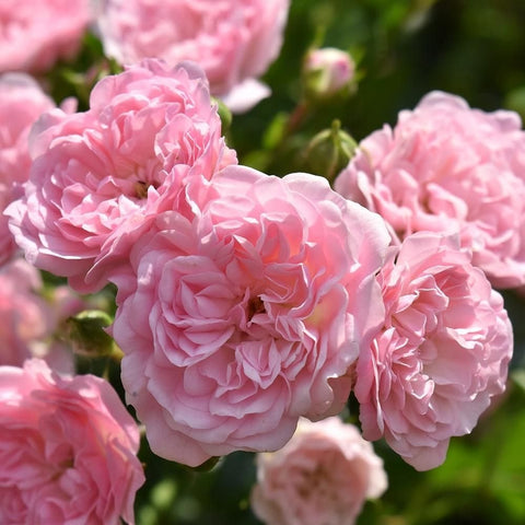 Close-up of pink double rose blooms with ruffled petals and green bud accents