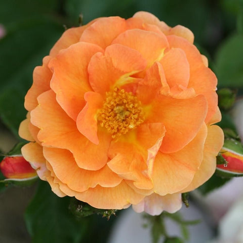 Orange double rose flower with yellow center