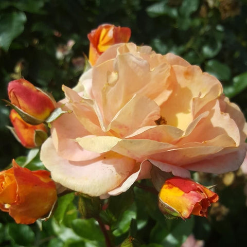 Cream and peach double rose flower with surrounding buds