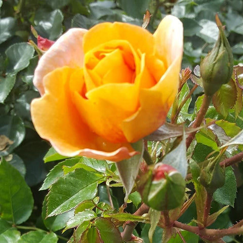 Yellow rose bloom on green stems with leaves and buds