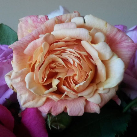 Pale peach and cream rose with layered petals, close-up bloom.
