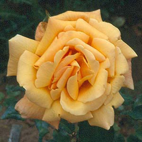 Cream and peach rose flower with layered petals on dark green leaves.
