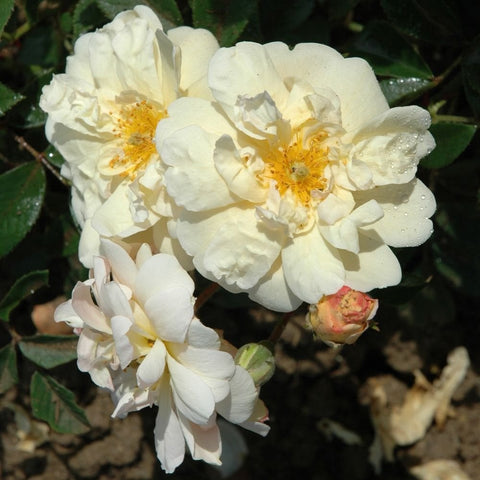 White rose blooms with yellow centers and layered petals on green leaves