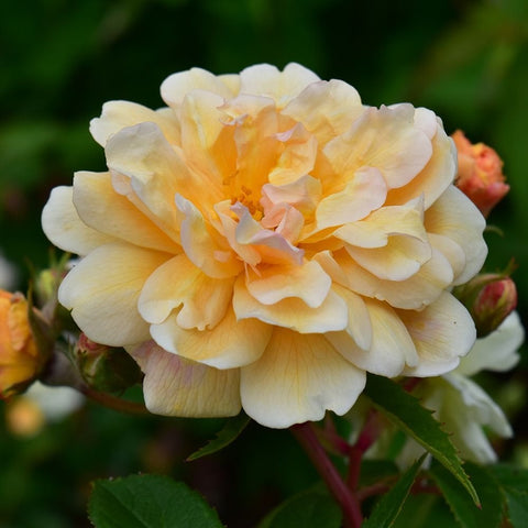Cream rose bloom with peachy-gold center and ruffled petals, green leaves nearby