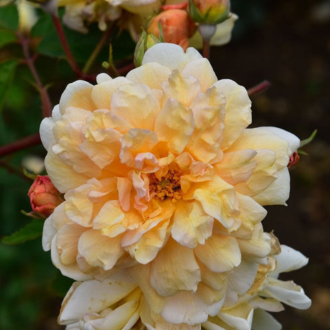 Light yellow rose blossom with orange center, surrounded by buds and green stems