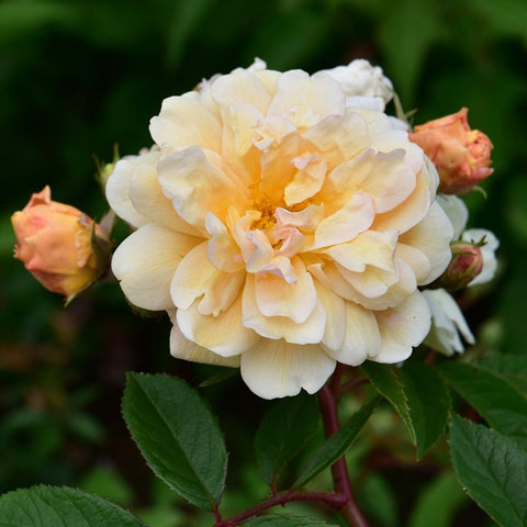 Cream rose bloom with orange-tinged center on dark green leaves and stems